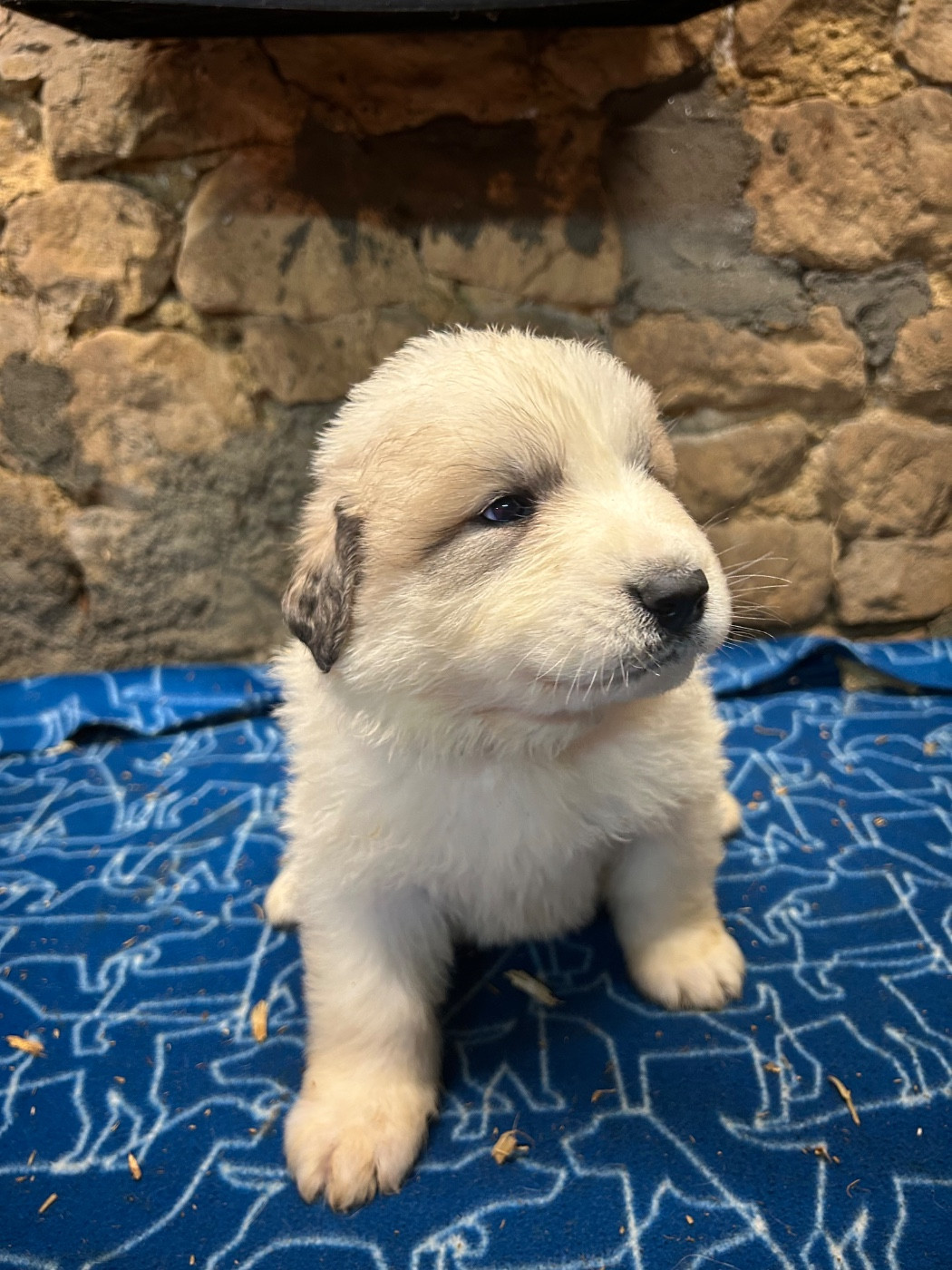 CHIOT collier bleu foncé