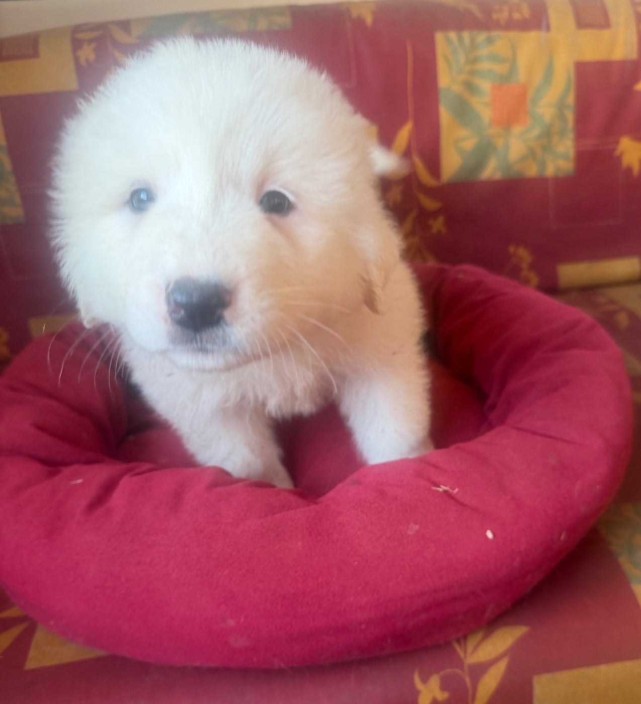 CHIOT collier bleu clair