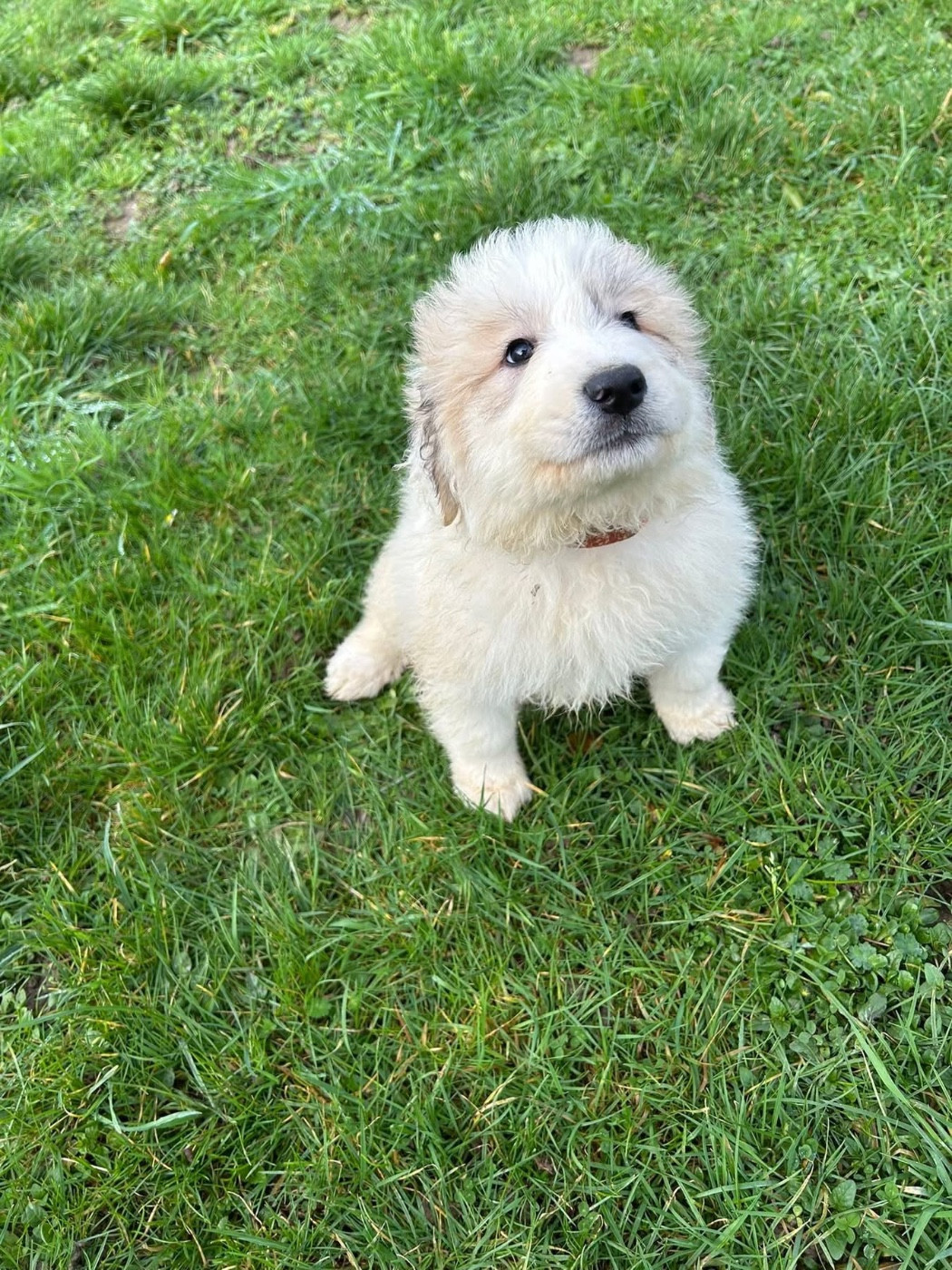 CHIOT collier orange