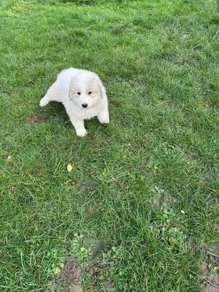 CHIOT collier orange