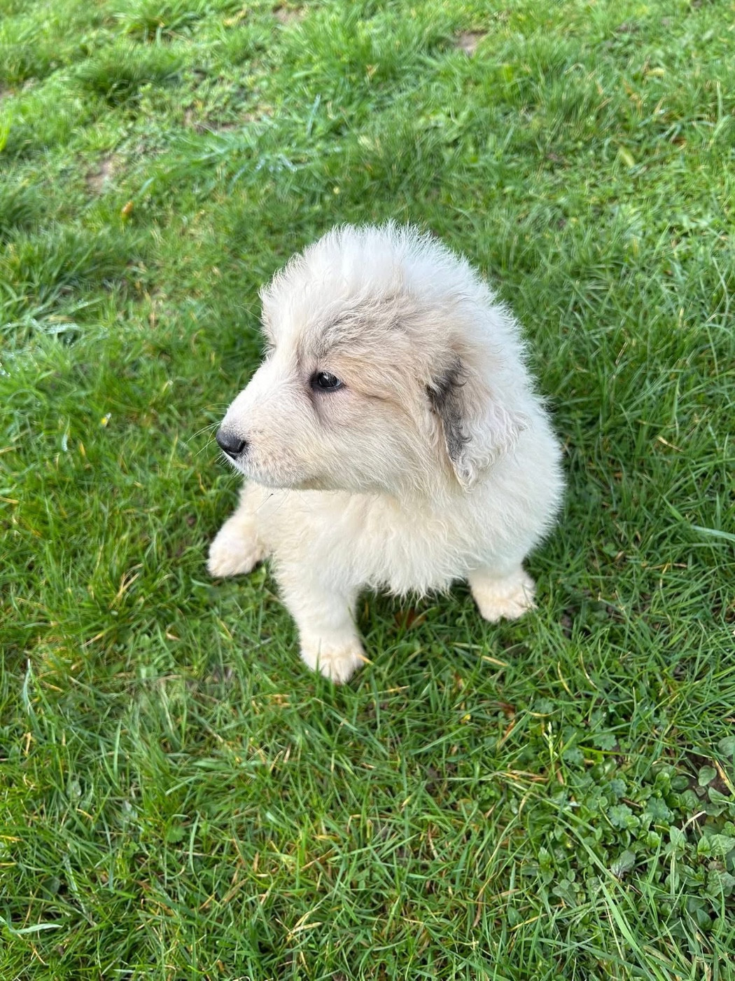CHIOT collier orange