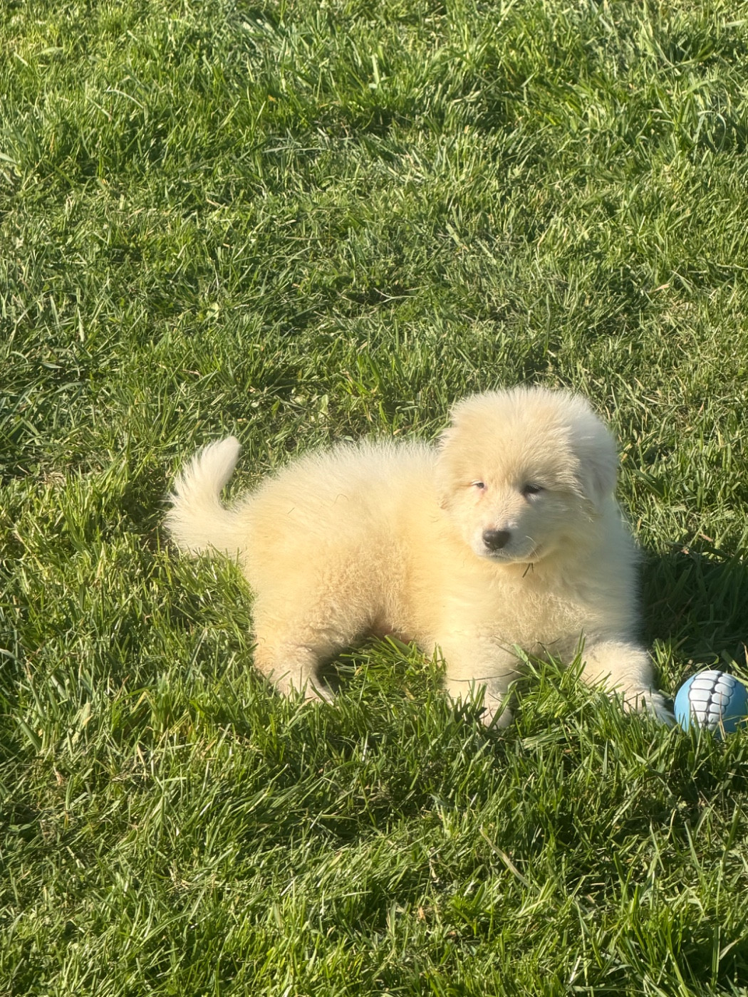 CHIOT collier bleu clair