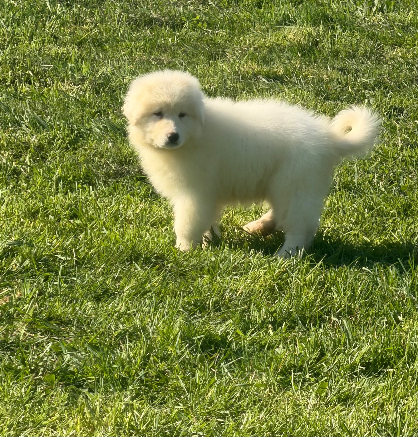 CHIOT collier bleu clair