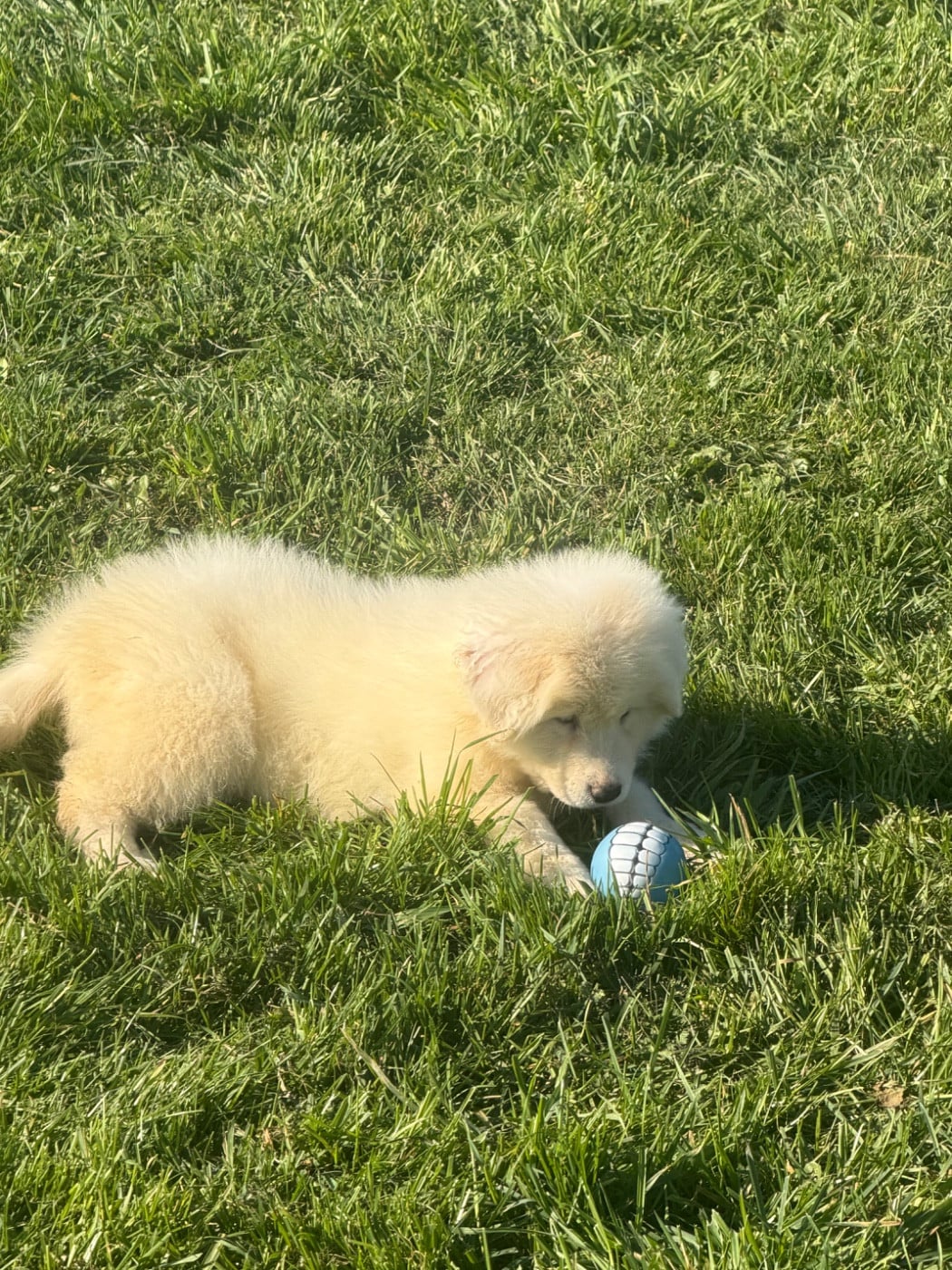 CHIOT collier bleu clair