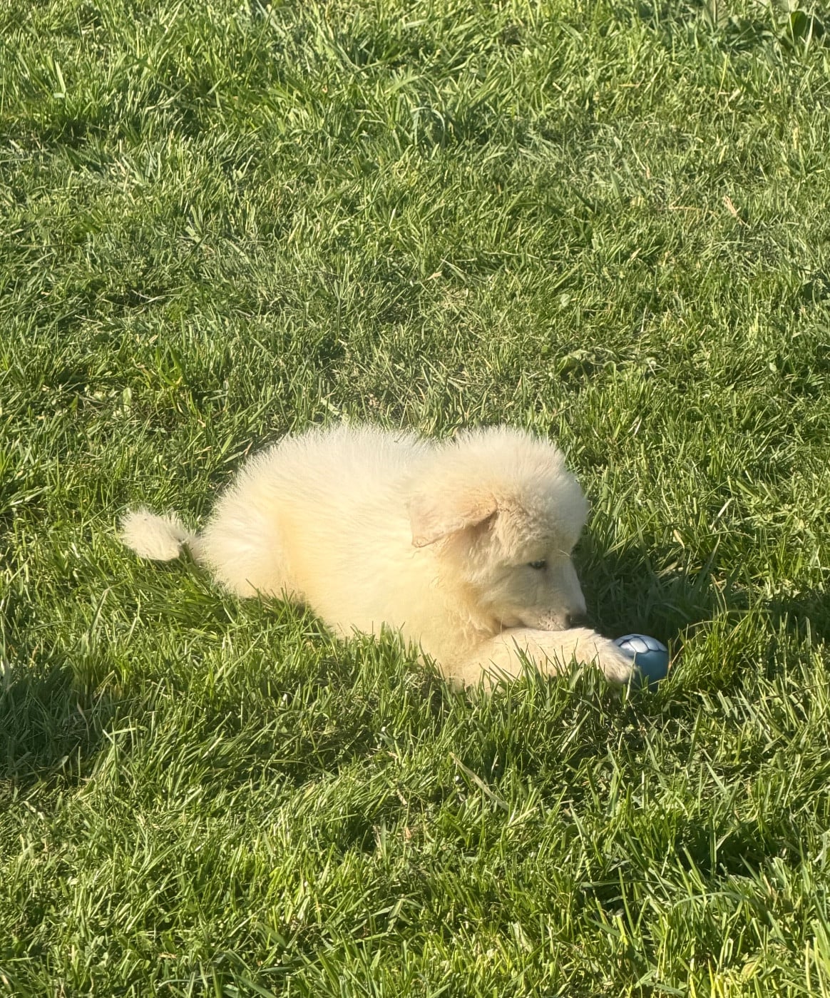CHIOT collier bleu clair