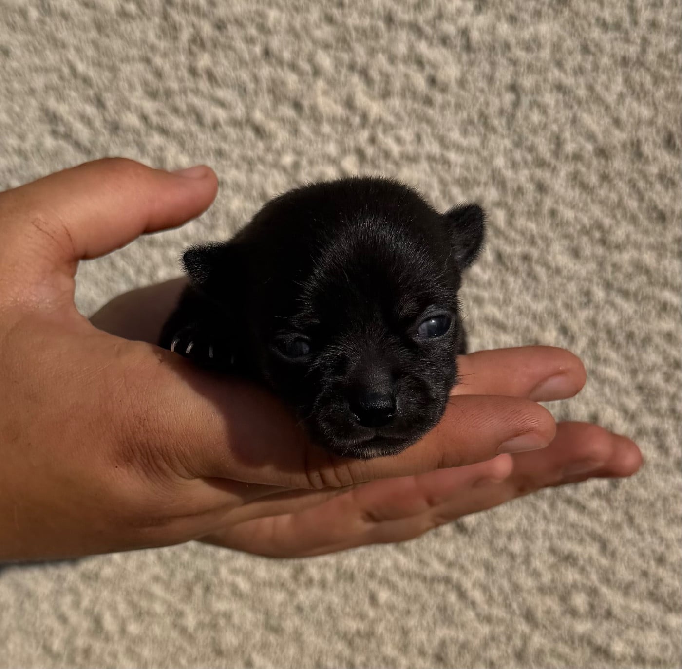 Chiot N°2