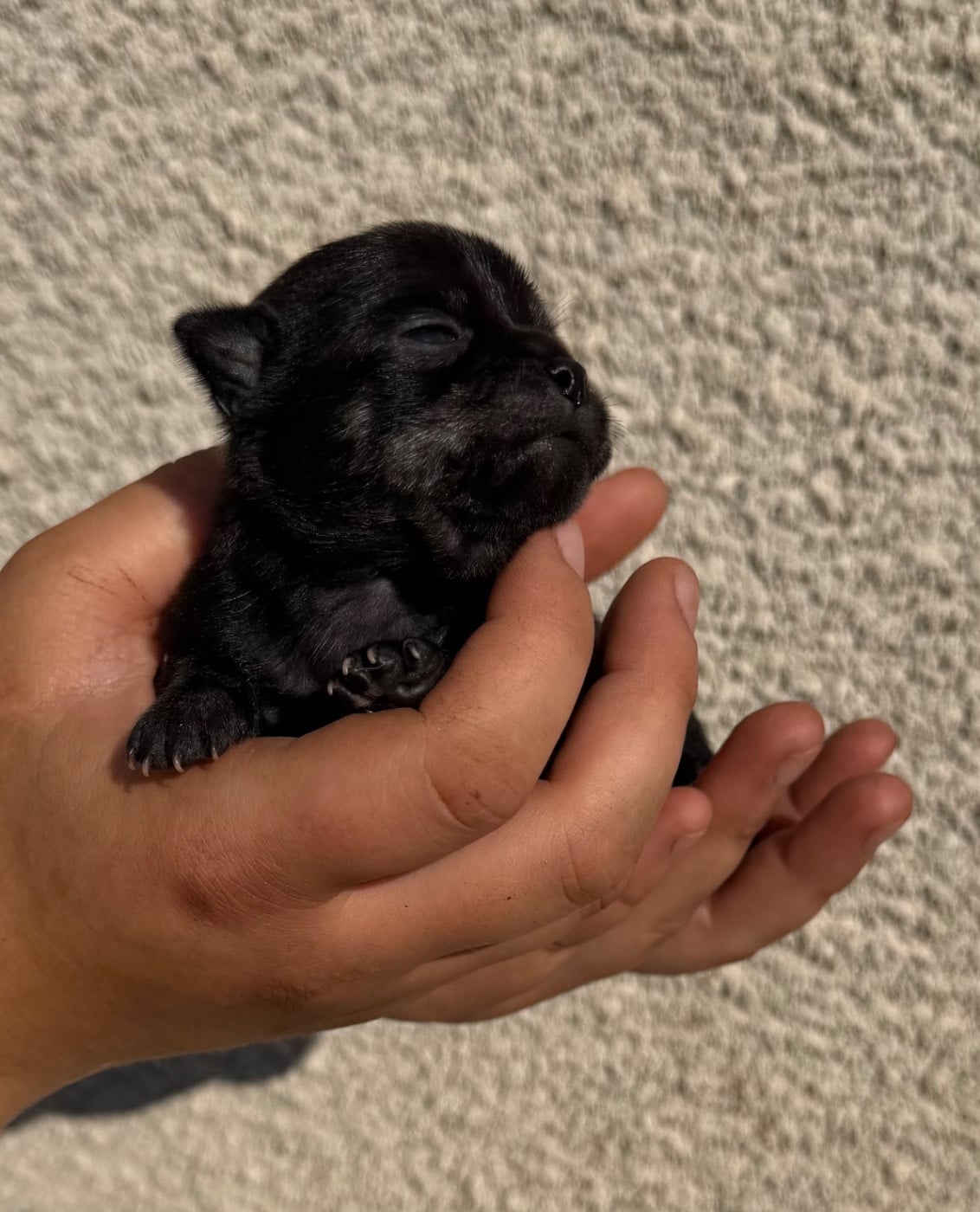 Chiot N°2