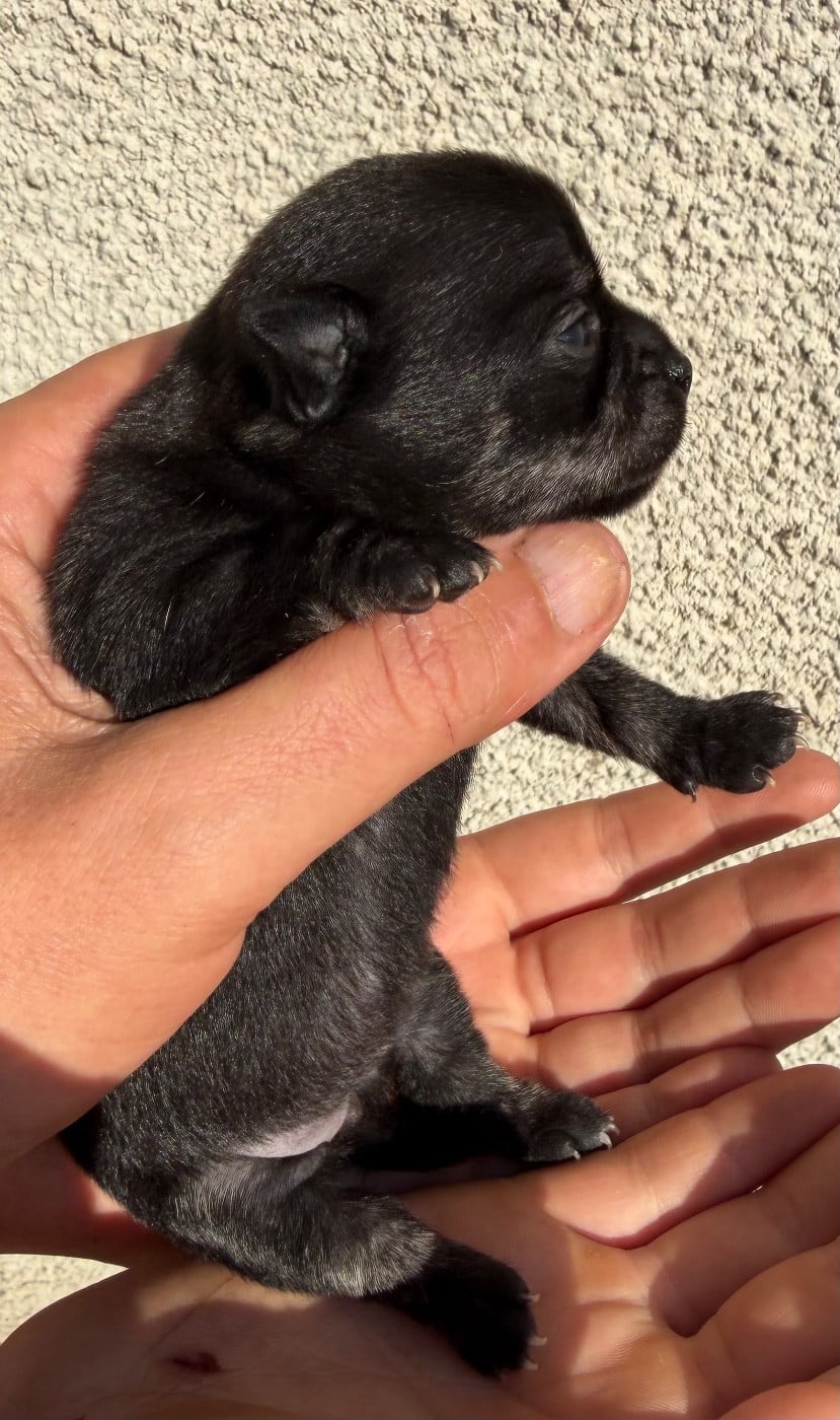 Chiot N°2