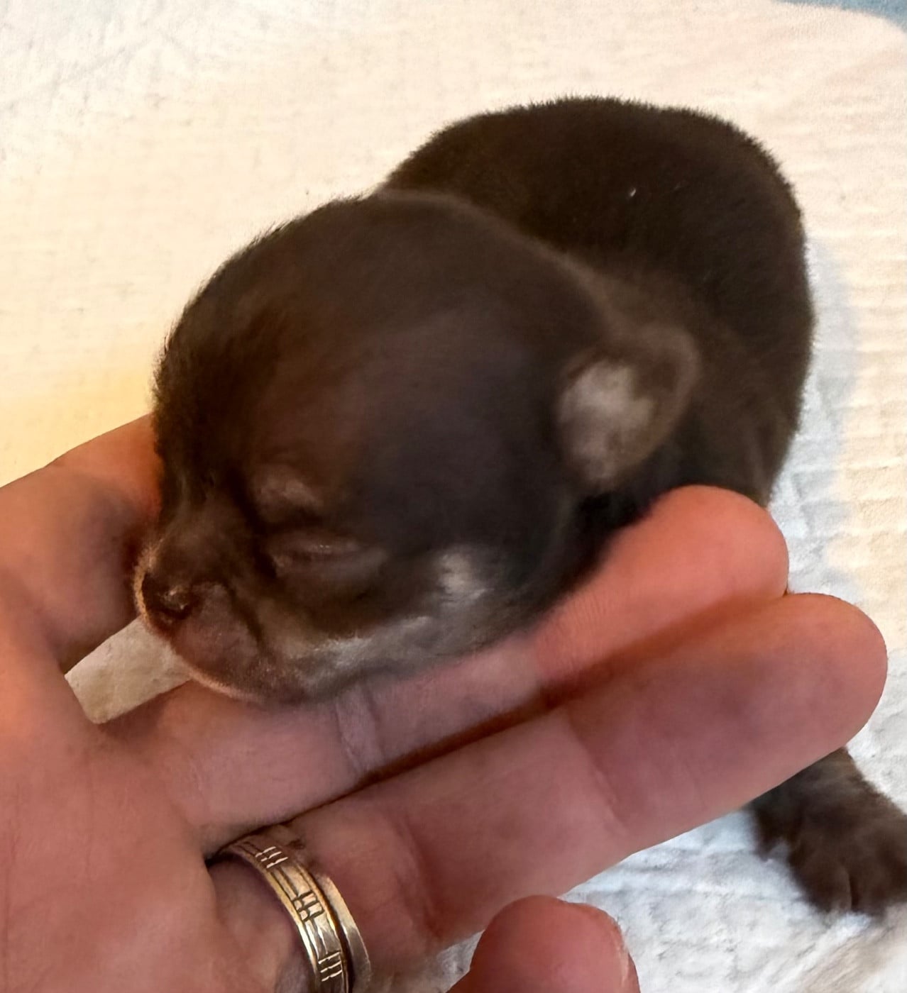 Chiot N°1