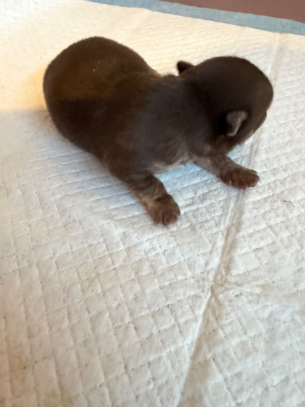 Chiot N°1