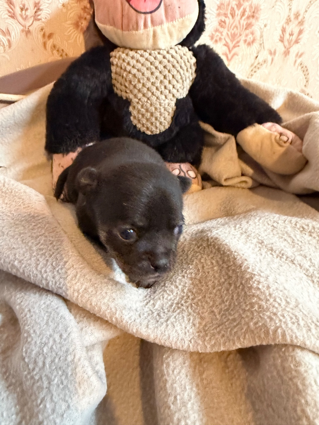 Chiot N°2