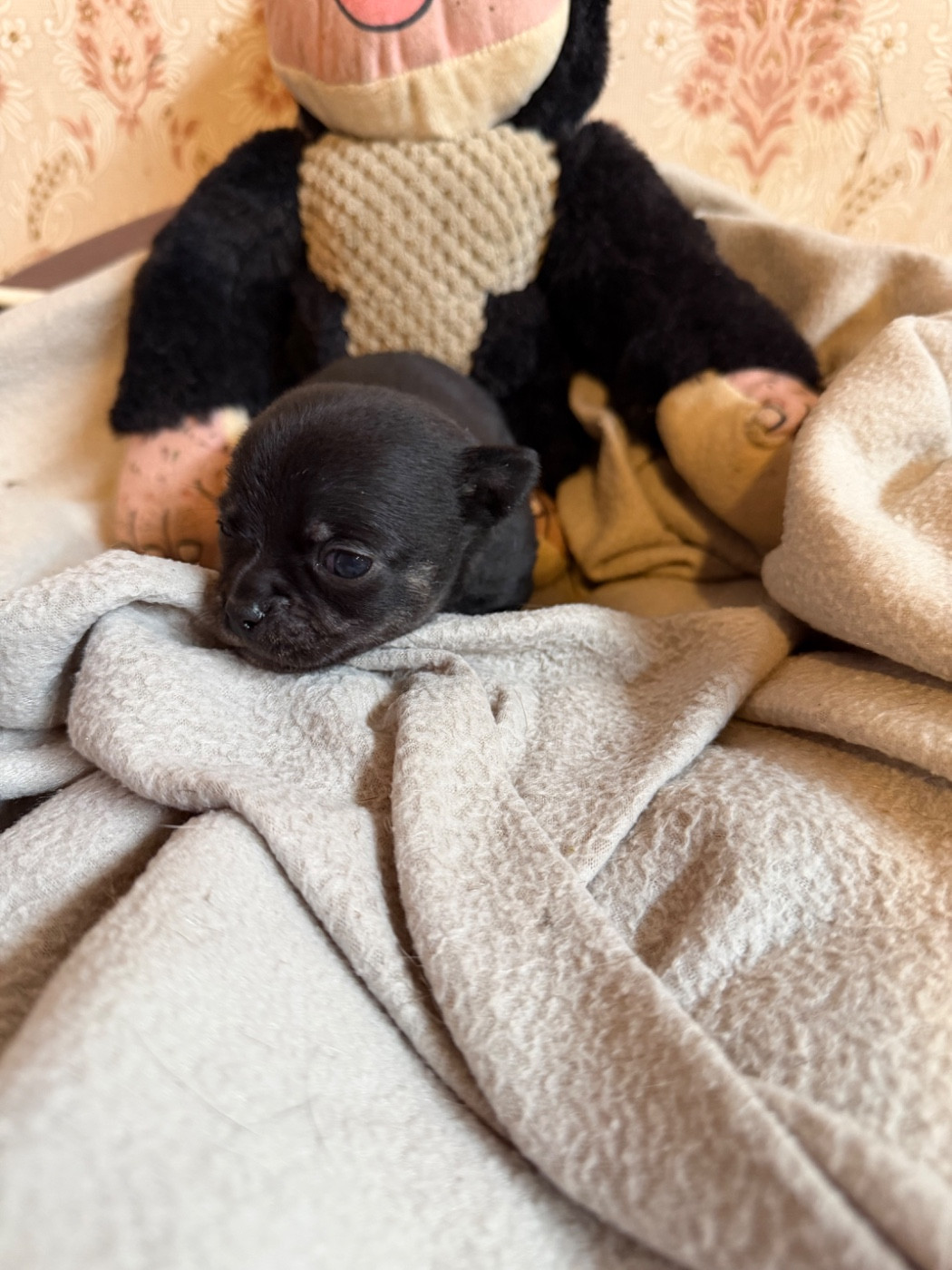 Chiot N°2