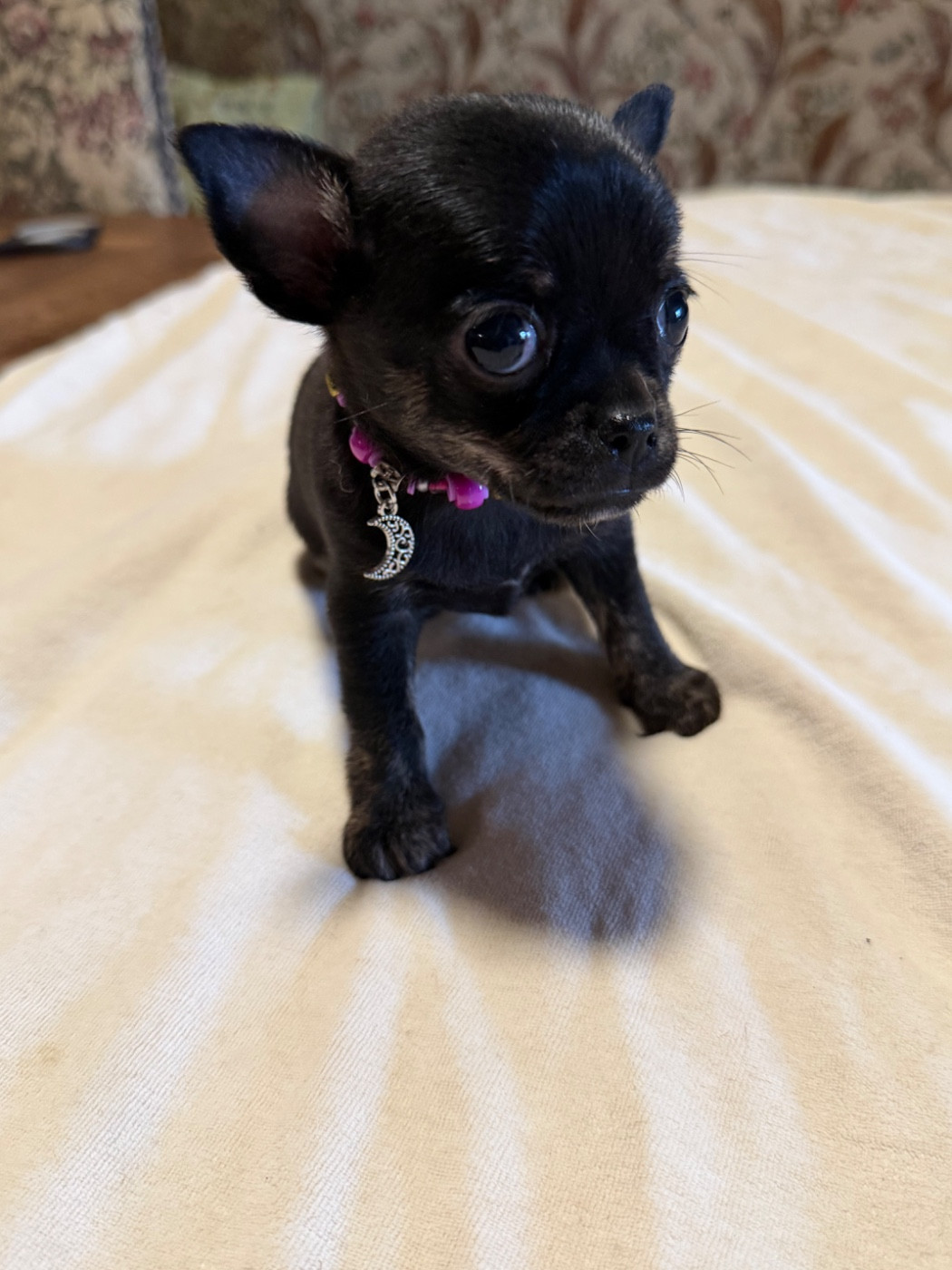 Chiot N°2