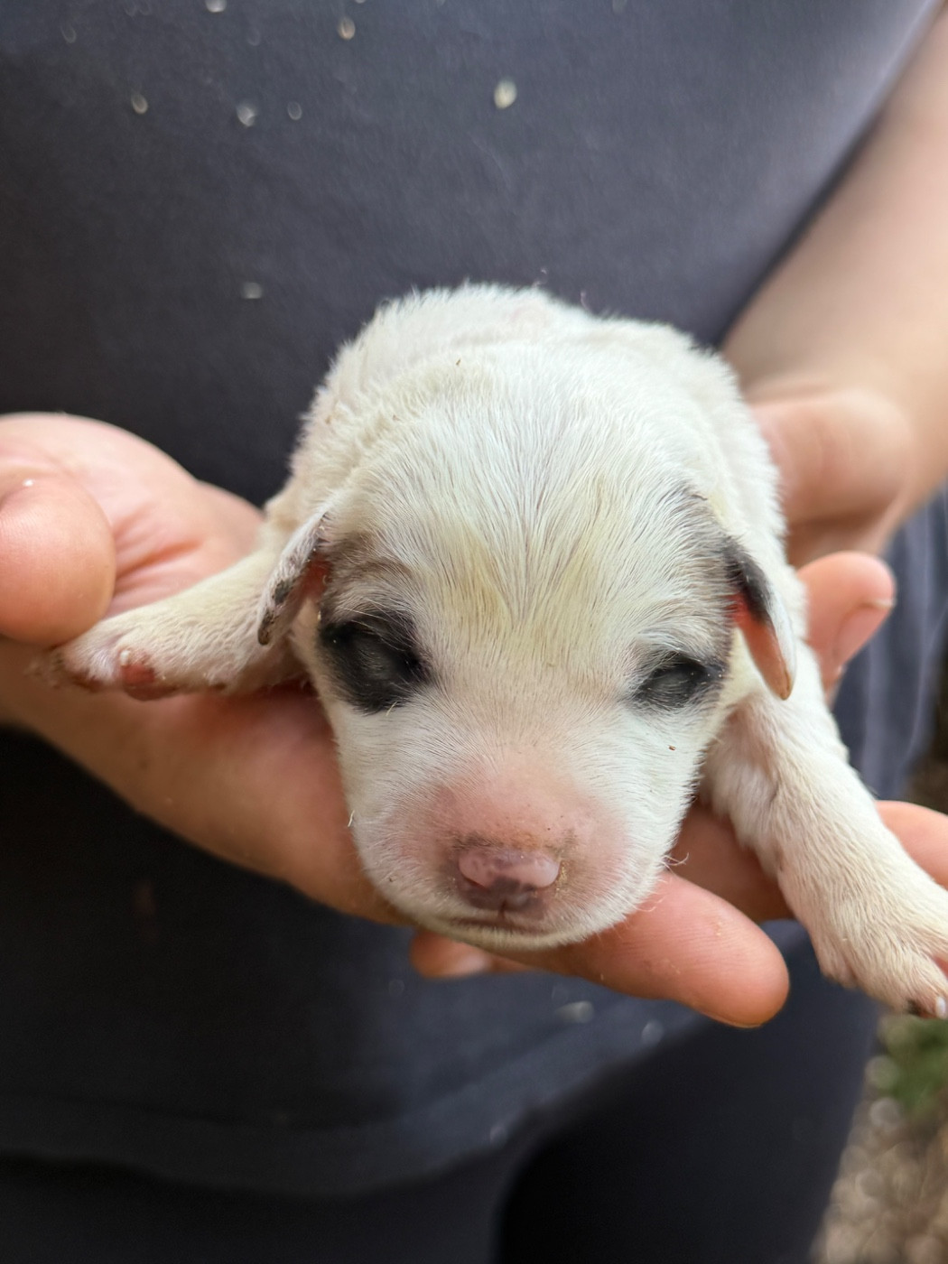 CHIOT 1 collier rose - Chien de Montagne des Pyrenees
