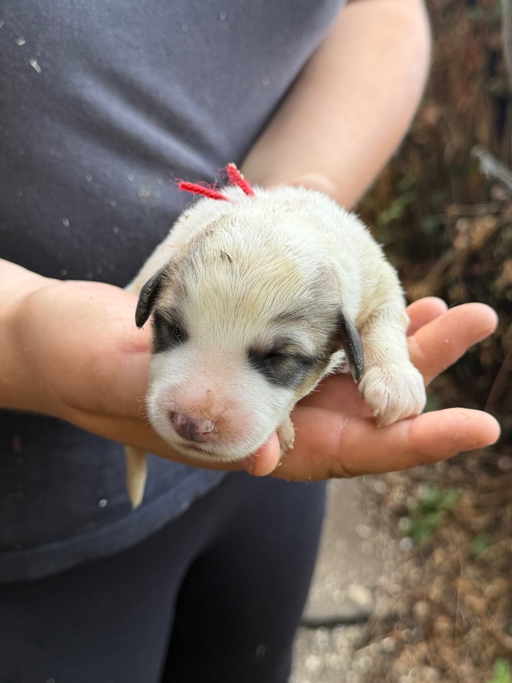 CHIOT 2 collier rouge - Chien de Montagne des Pyrenees
