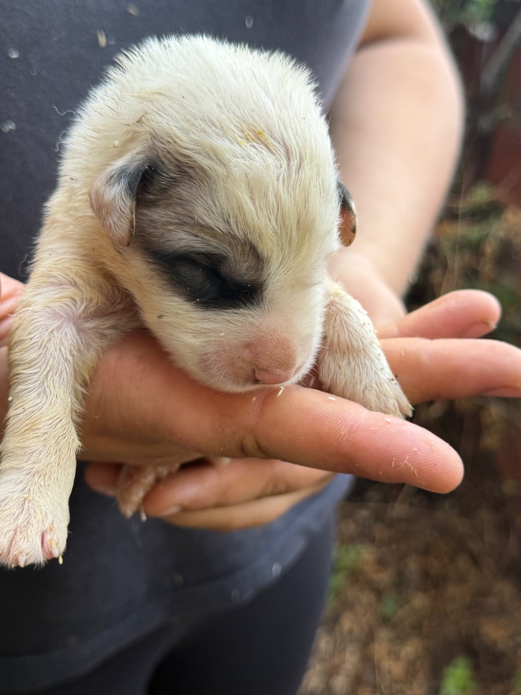 CHIOT 4 colliers vert foncé - Chien de Montagne des Pyrenees