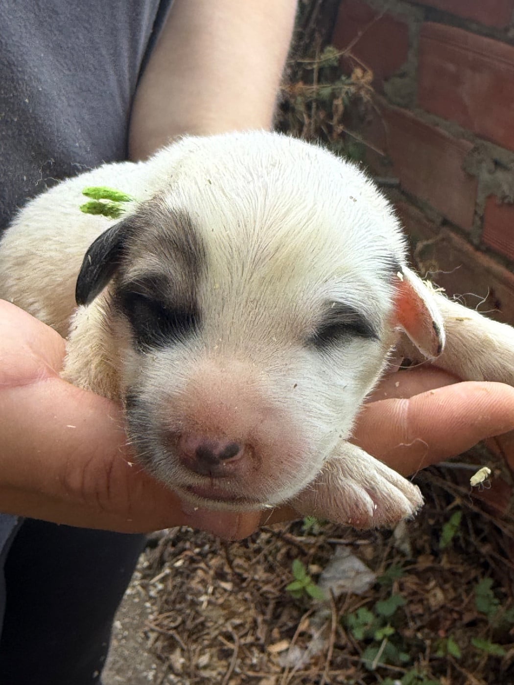 CHIOT 6 collier vert clair - Chien de Montagne des Pyrenees