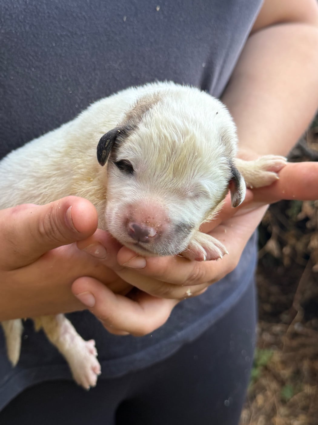 CHIOT 8 collier blanc - Chien de Montagne des Pyrenees