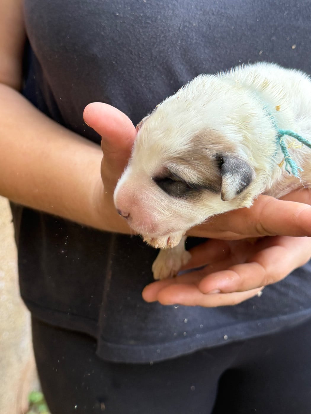 CHIOT 10 collier bleu - Chien de Montagne des Pyrenees