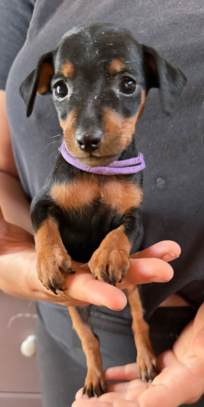 Chiot N°4 collier violet - Pinscher nain