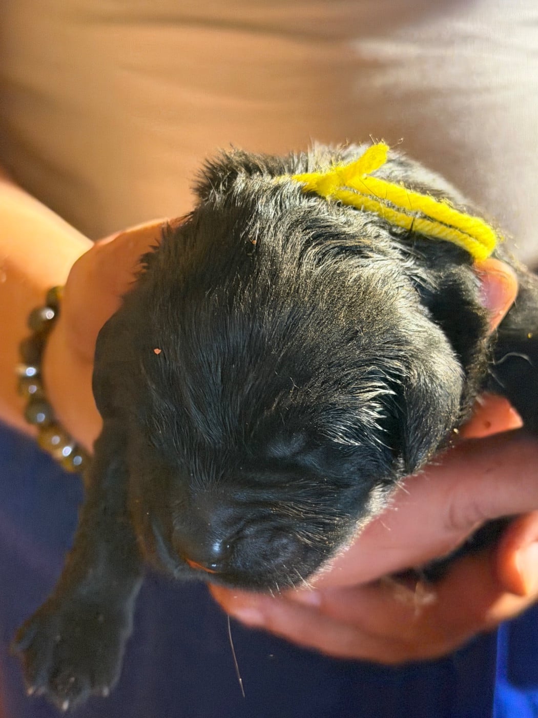Chiot N°6 COLLIER JAUNE - Terre-neuve