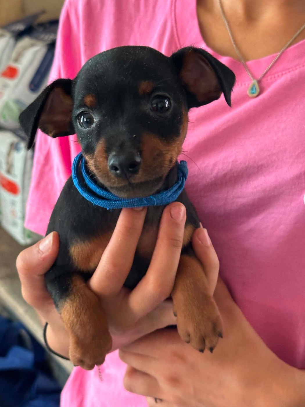 Chiot N°2 - Pinscher nain