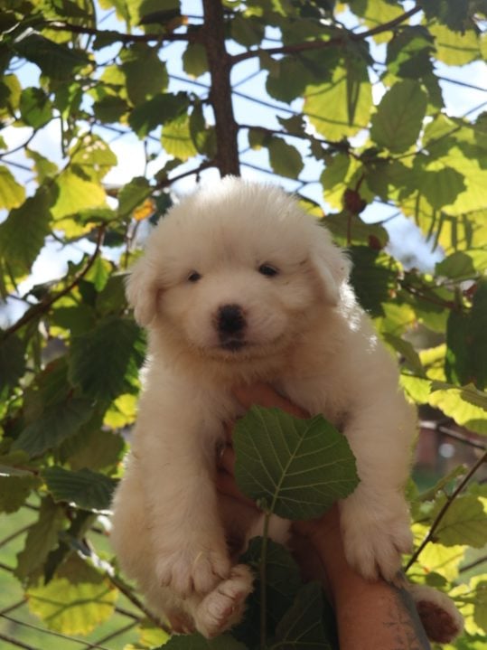 Chiot collier blanc - Chien de Montagne des Pyrenees