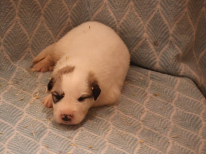 Chiot collier jaune - Chien de Montagne des Pyrenees
