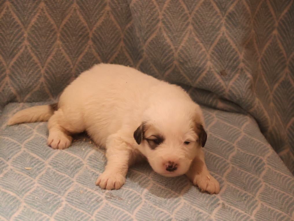 Chiot collier rose - Chien de Montagne des Pyrenees