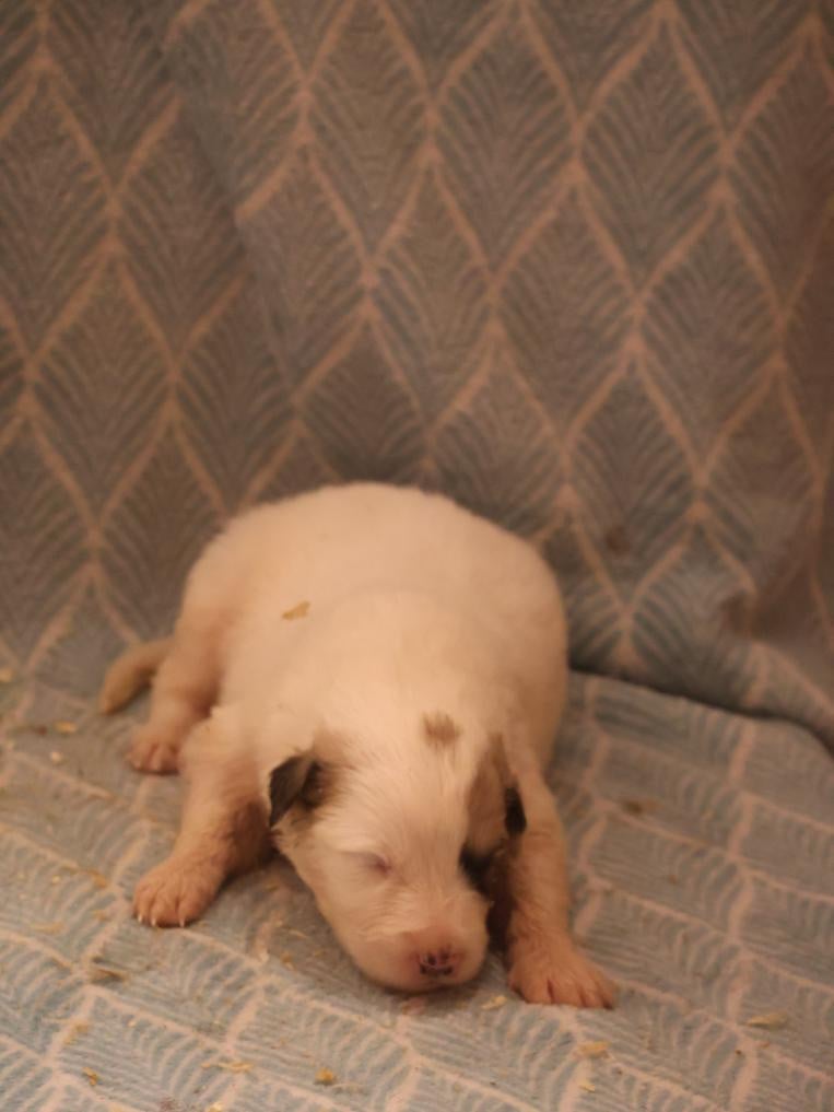 Chiot collier violet - Chien de Montagne des Pyrenees