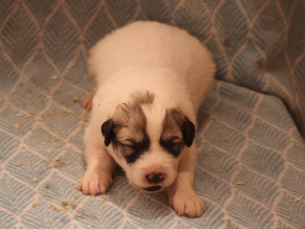 Chiot collier marron - Chien de Montagne des Pyrenees