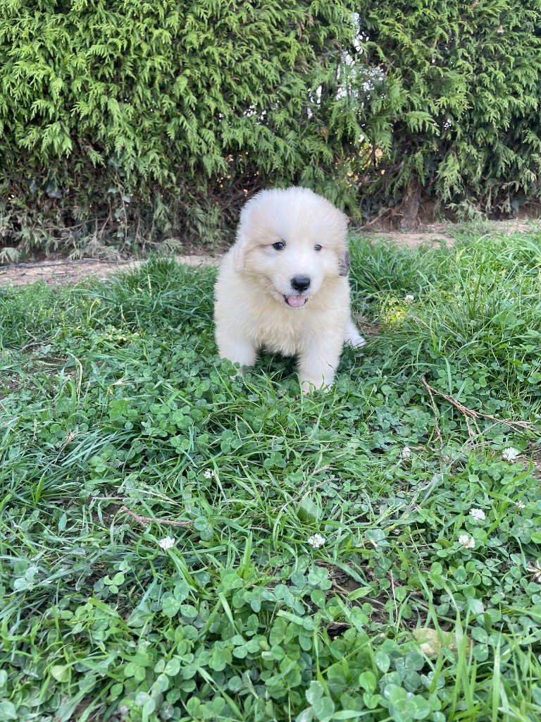 A'Thabor collier violet