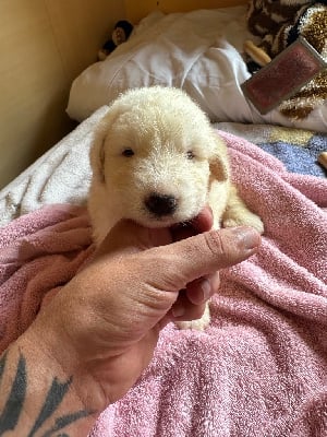 Les chiots de Chien de Montagne des Pyrenees
