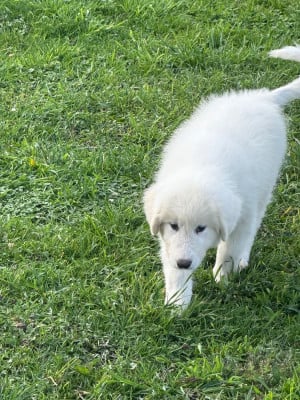 Les chiots de Chien de Montagne des Pyrenees