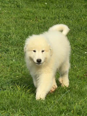 Les chiots de Chien de Montagne des Pyrenees