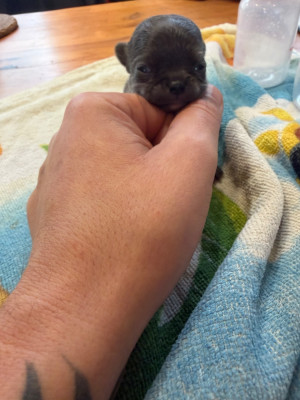 Les chiots de Chihuahua