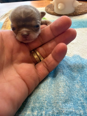 Les chiots de Chihuahua