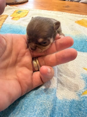 Les chiots de Chihuahua