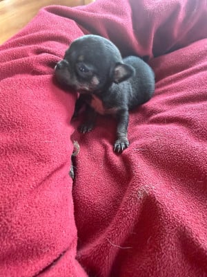 Les chiots de Chihuahua