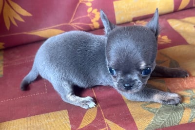 Les chiots de Chihuahua