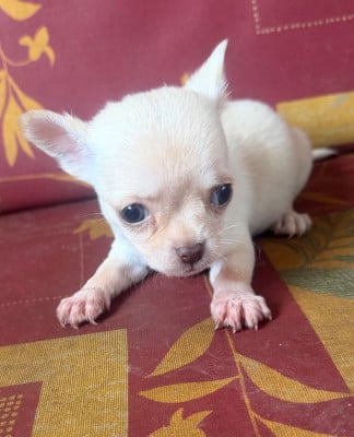 Les chiots de Chihuahua