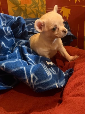 Les chiots de Chihuahua