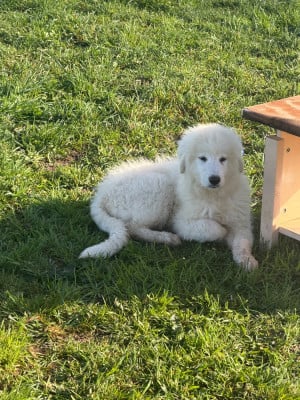 Les chiots de Chien de Montagne des Pyrenees