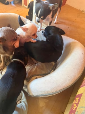 Les chiots de Chihuahua