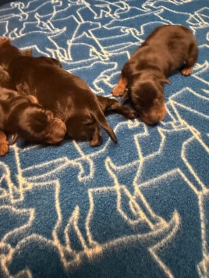 Les chiots de Pinscher nain