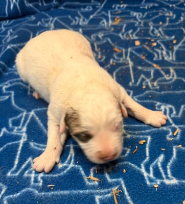 Les chiots de Chien de Montagne des Pyrenees