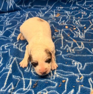 Les chiots de Chien de Montagne des Pyrenees