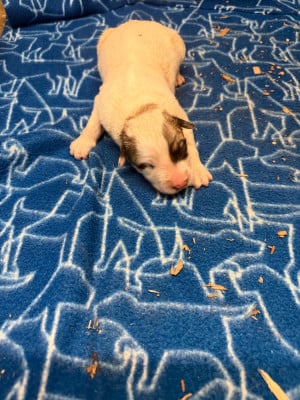 Les chiots de Chien de Montagne des Pyrenees