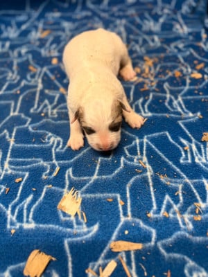 Les chiots de Chien de Montagne des Pyrenees
