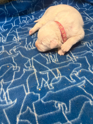 Les chiots de Chien de Montagne des Pyrenees